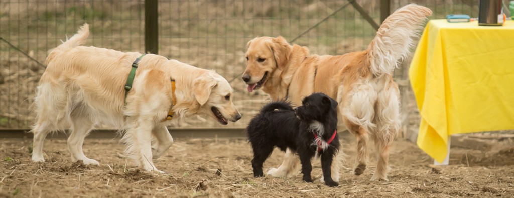 Gruppi di Aggregazione Sociale e Comunicazione per Cani e Umani. 