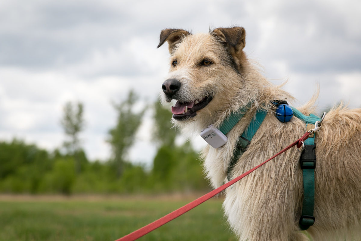 Collari GPS per cani, offerte e sconto