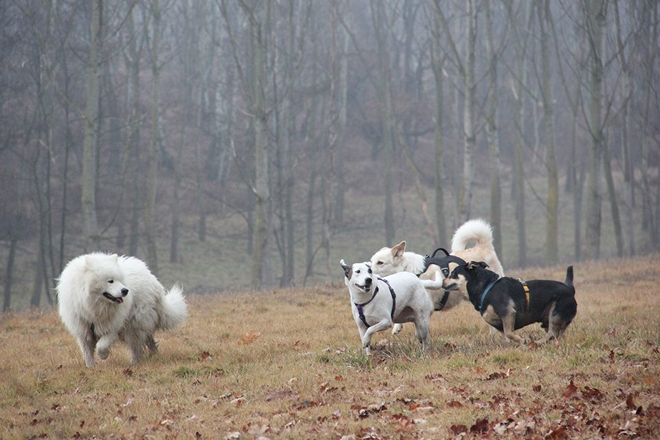 A Cervatto con il Trekking ed i cani PEC DTE, percorso educativo camminando con il cane