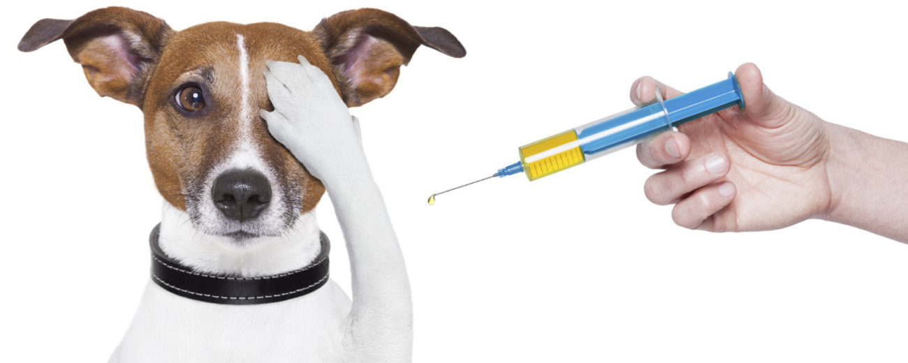 Linee guida per le vaccinazioni e titolazione anticorpale: le novità per cane e gatto