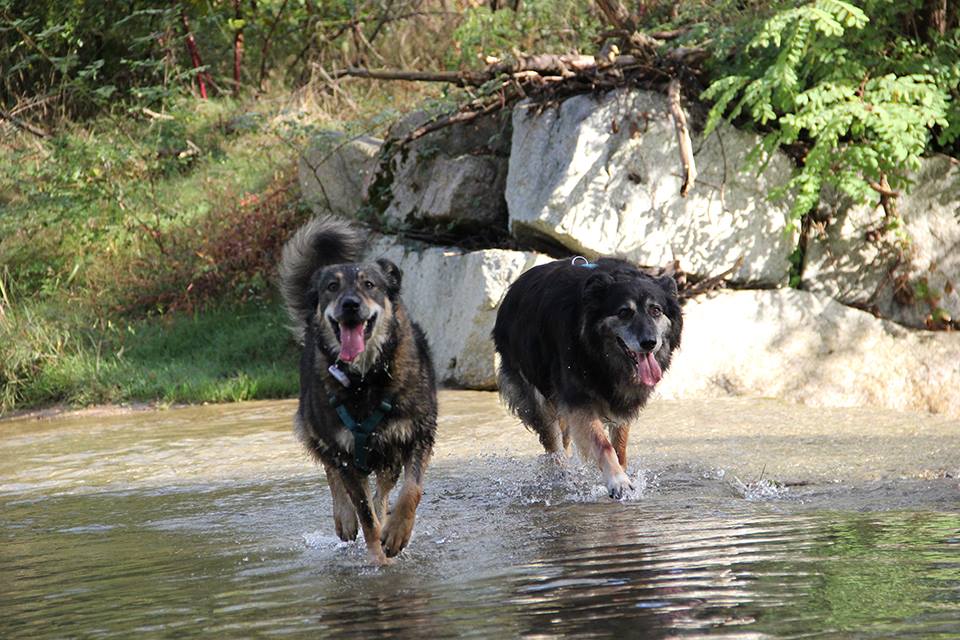 Passeggiata educativa cinofila, trekking con i cani Valle Sessera - Guardabosone Biella / Vercelli