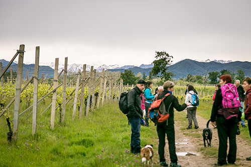 Arriva il corso per trekking con i cani, passeggiate educative