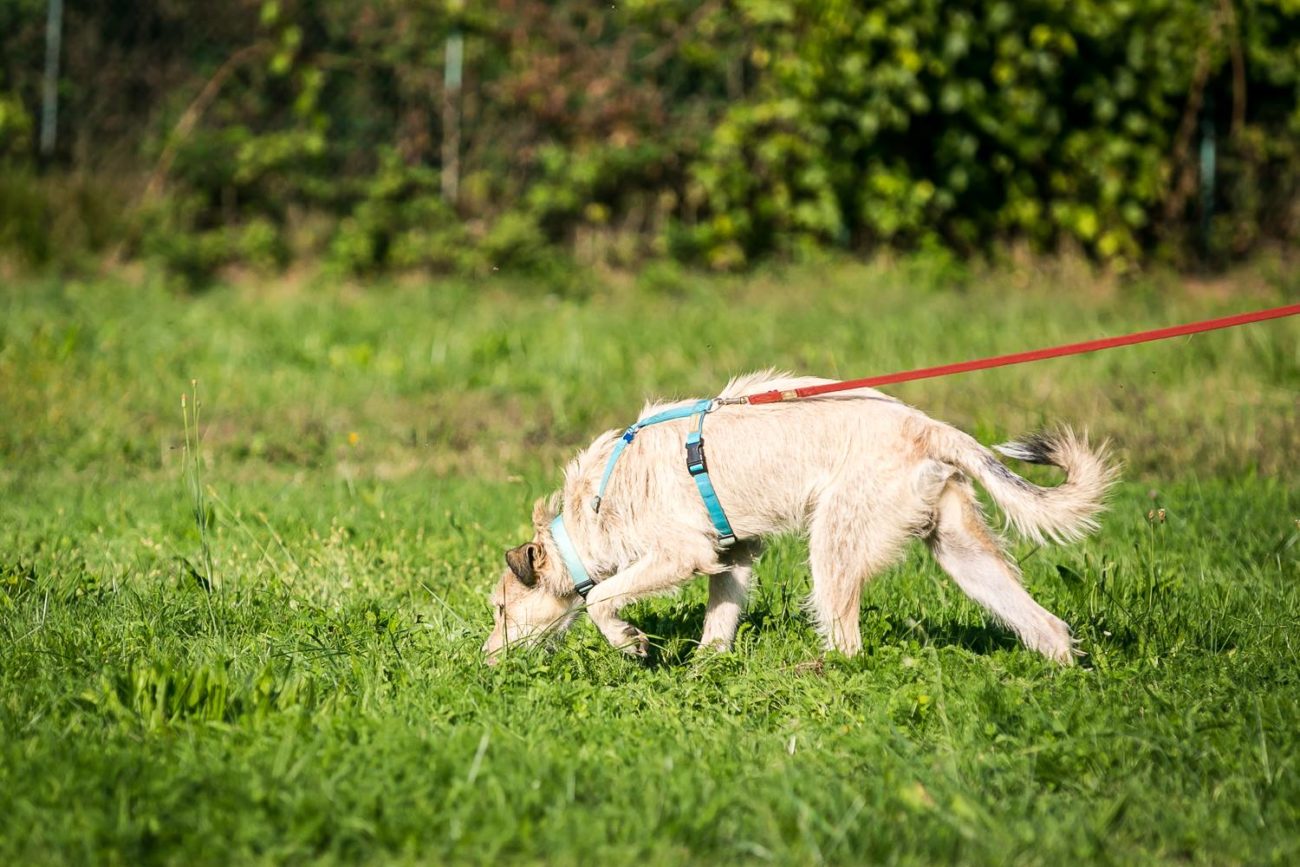 Andando a naso, laboratorio di fiuto con il cane