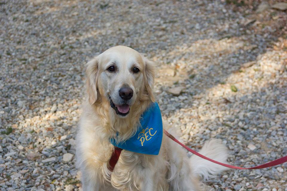 Educazione cinofila e attività con i cani