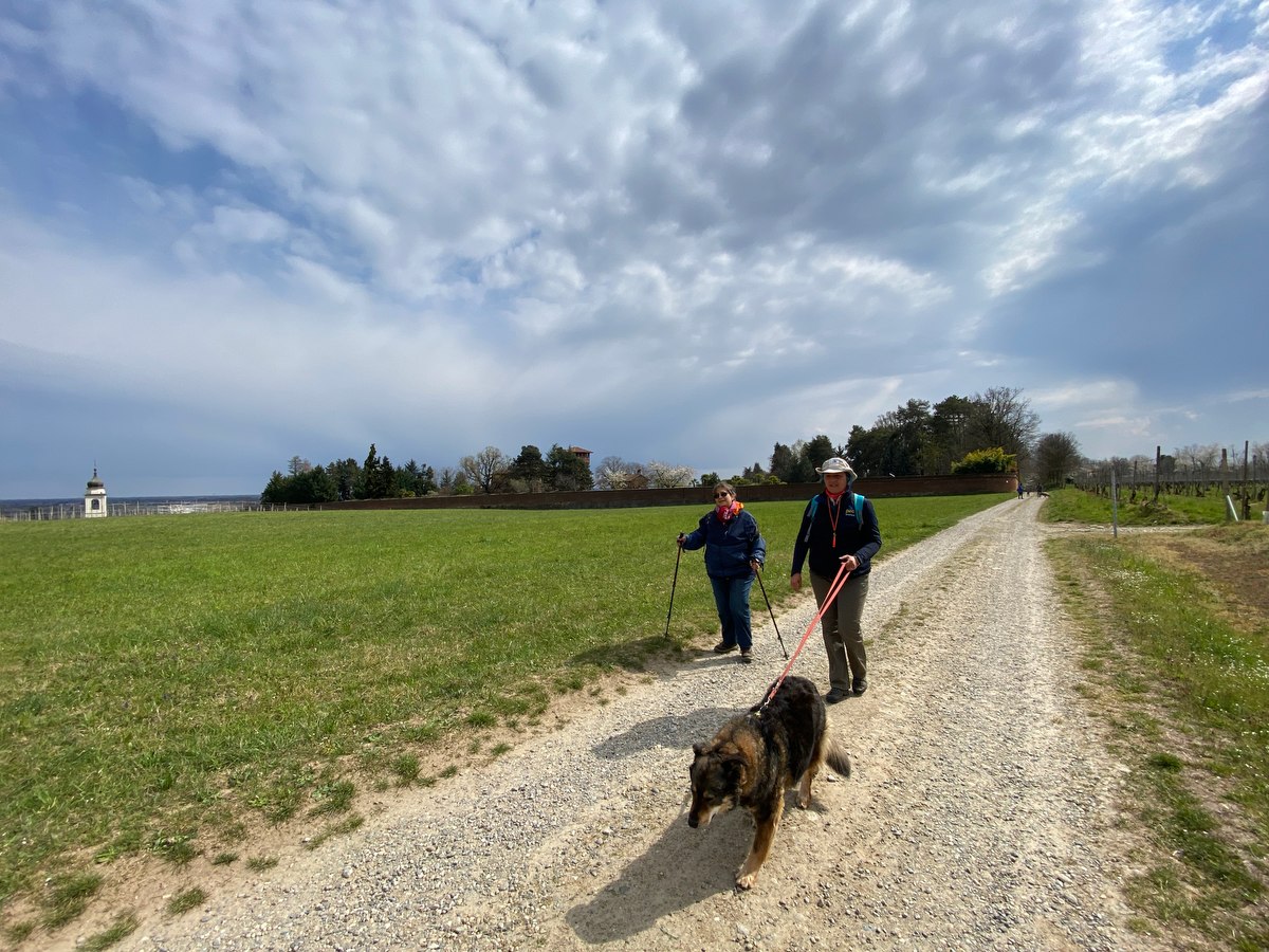Camminare con i cani Novara, trekking con il cane