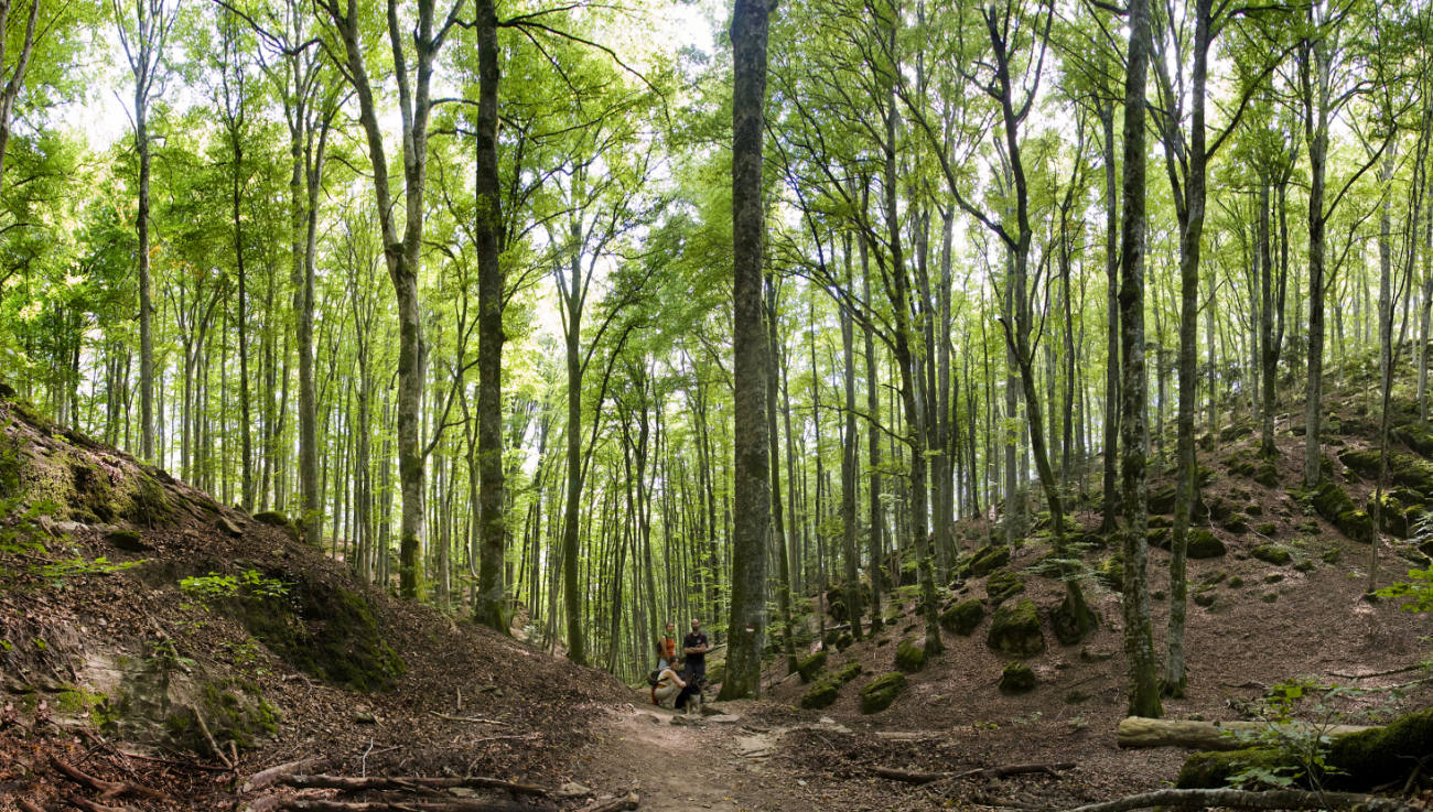 Vacanza con il cane a Pasqua – Trekking con il cane nelle Foreste Casentinesi