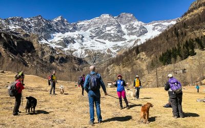 Vacanza con il cane in Valsesia – Giugno 2024