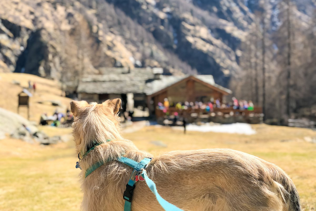 Passeggiate educative con il cane