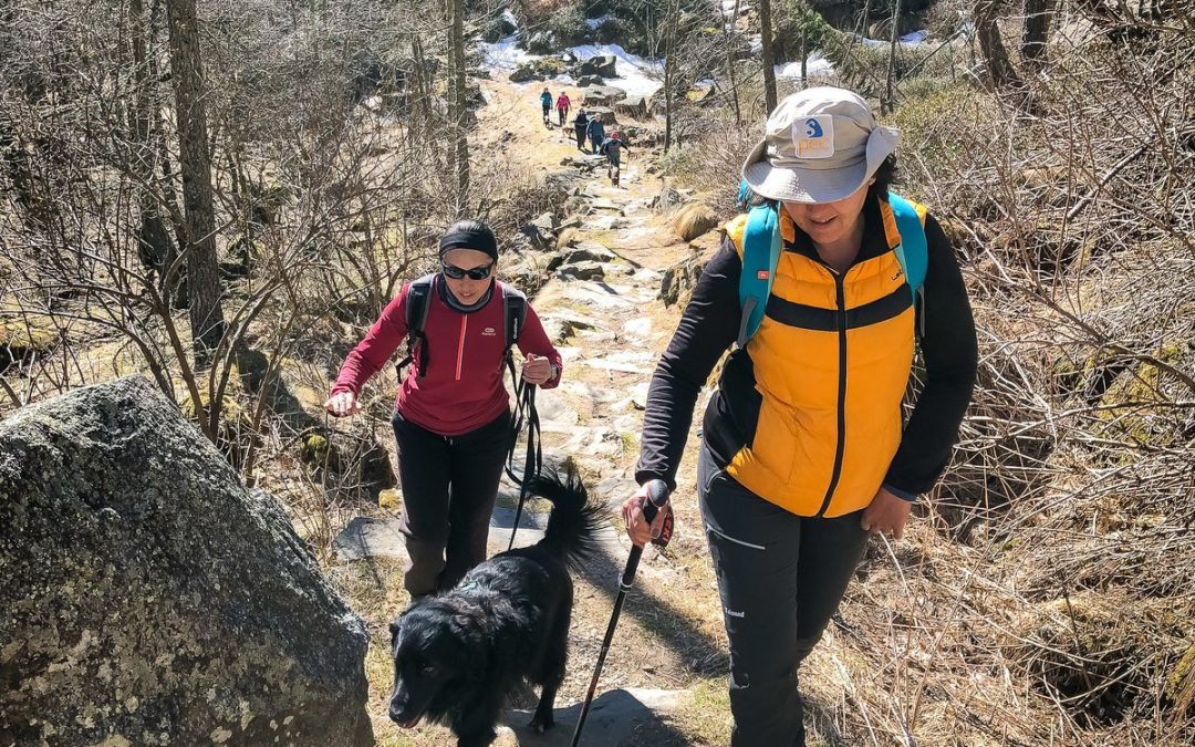 Passeggiate cinofile educative con il cane