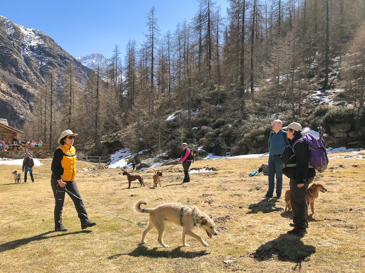 Passeggiate educative con il cane