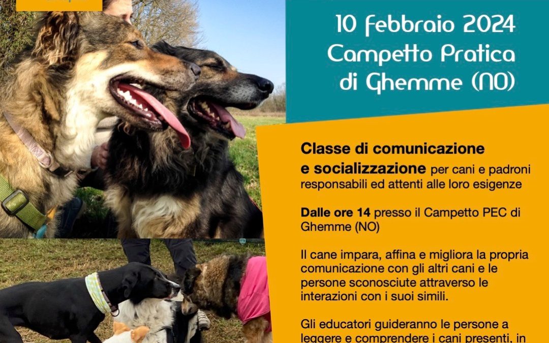 Classi per i cani – Classi Socializzazione Ghemme / Novara