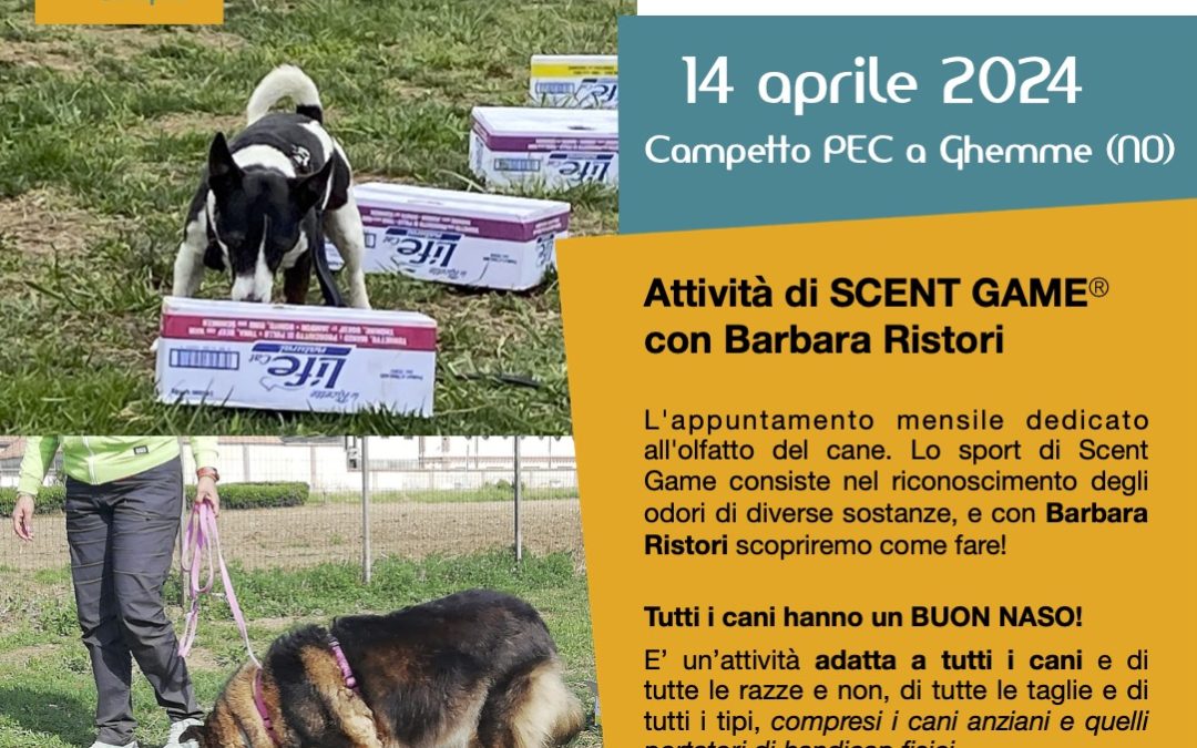 Scent Games (attività di naso per il cane) a Ghemme (Novara)